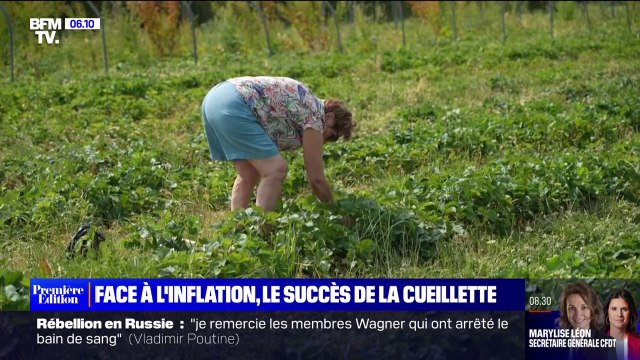 Jusqu'à 50% d'économies: face à l'inflation, le succès de la cueillette