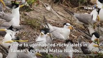 Raptor Hunts Seabirds in Taiwan’s Outlying Islands