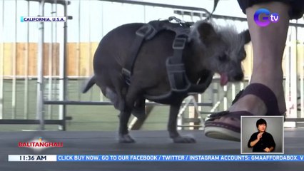 Chinese Crested na si "Scooter," tinaguriang "World's Ugliest Dog" | BT