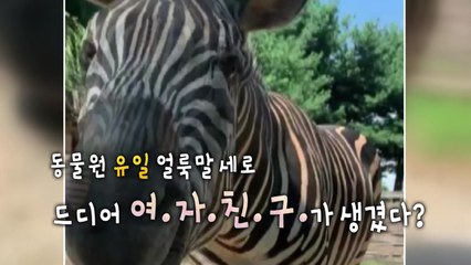 [영상] '가출' 얼룩말 세로에게 드디어 여자친구가? / YTN