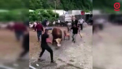 İpini koparan boğa kurban pazarını birbirine kattı