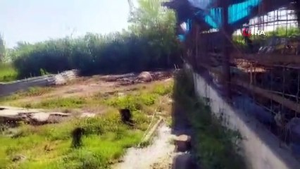 Geçim kaynağı 10 ineği elektrik akımına kapılarak telef oldu