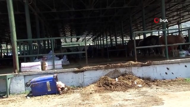Eskişehir'deki kurban satıcıları zorluklarla mücadele ediyor