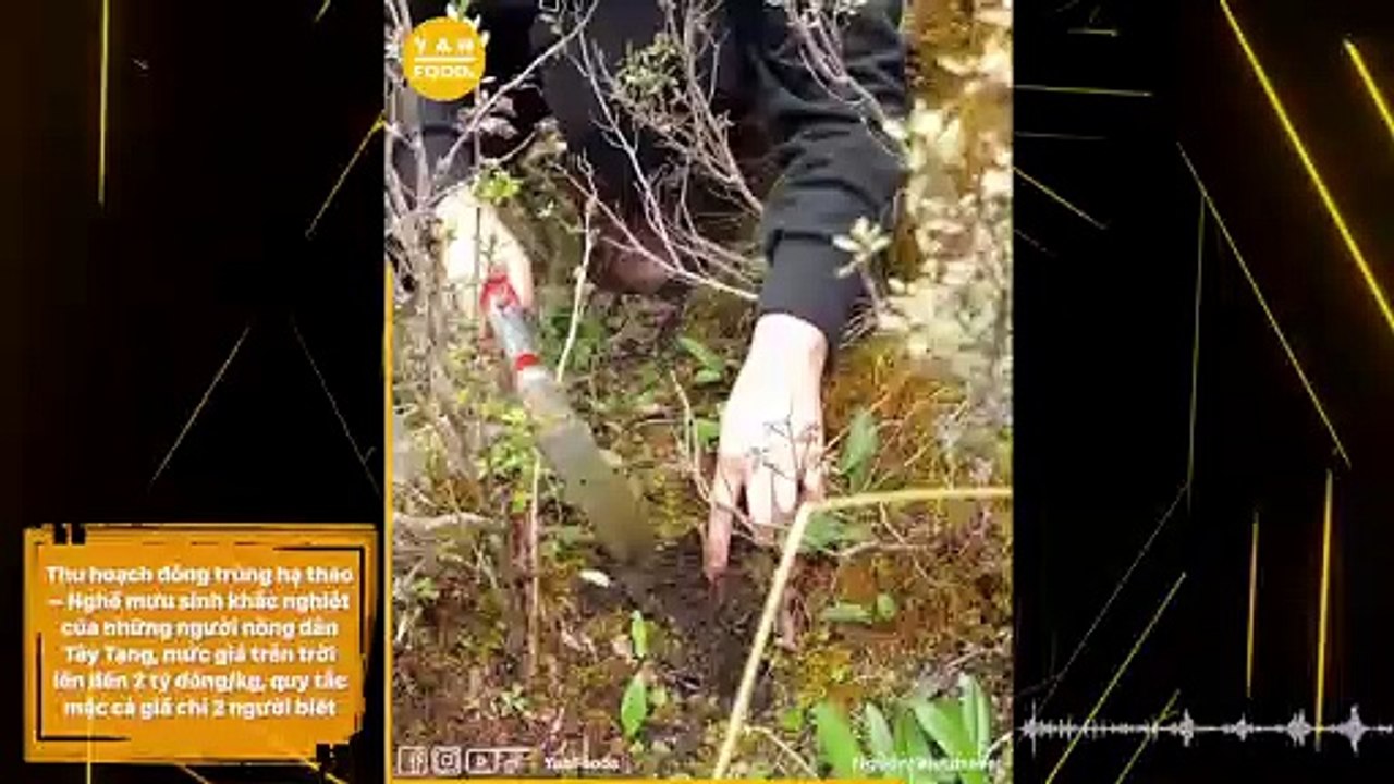 Thu hoạch đông trùng hạ thảo – Nghề mưu sinh khắc nghiệt của những người nông dân Tây Tạng, mức giá trên trời lên đến 2 tỷ đồng/kg, quy tắc mặc cả giá chỉ 2 người biết