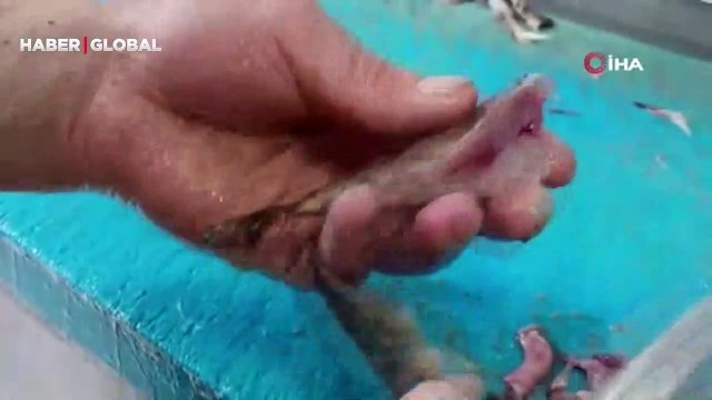 Dış görünüşü ve zehirli dikenleri nedeniyle pek rağbet görmüyor, lezzeti ve faydaları ile dikkat çekiyor