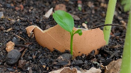 Natürliche Dünger für Pflanzen: Diese zehn Küchenabfälle wirken Wunder