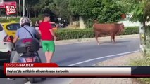 Beykoz’da sahibinin elinden kaçan kurbanlık