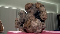 Un cachalote muerto en La Palma llevaba 9 kilos de ámbar gris dentro de su intestino