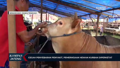 Cegah Penyebaran Penyakit, Pemeriksaan Hewan Kurban Diperketat