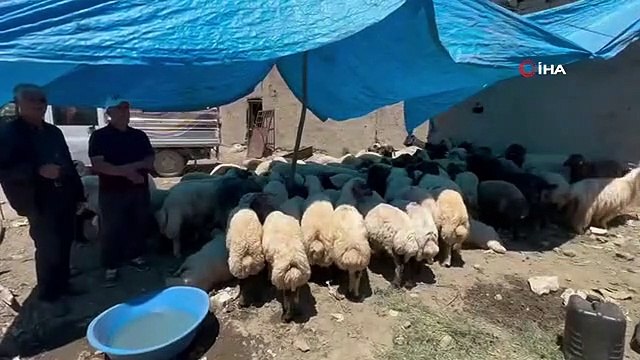 Yüksekova'da kurbanlık satışları devam ediyor