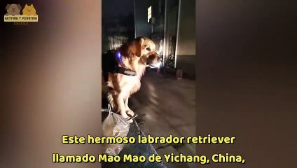 "Leal y valiente": Perrito espera a su dueña en el paradero con una linterna