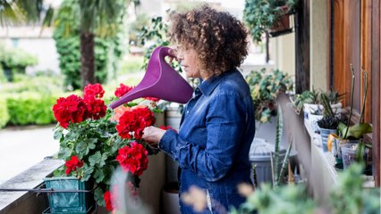 Die drei wichtigsten Tipps für Balkonblumen