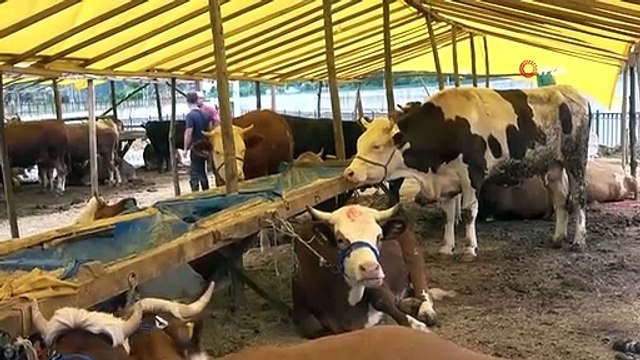 Dişi koyun kurbanlık olur mu? Dişi koyun kabul olur mu, kesimi yasak mı? Dişi kuzu adak olur mu?