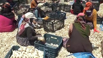 L'ail est de 15 lires dans le champ, 40 lires sur le marché