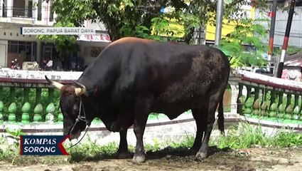 Papua Barat Daya Dapat Bantuan Hewan Kurban  Presiden Seberat 800 Kilogram