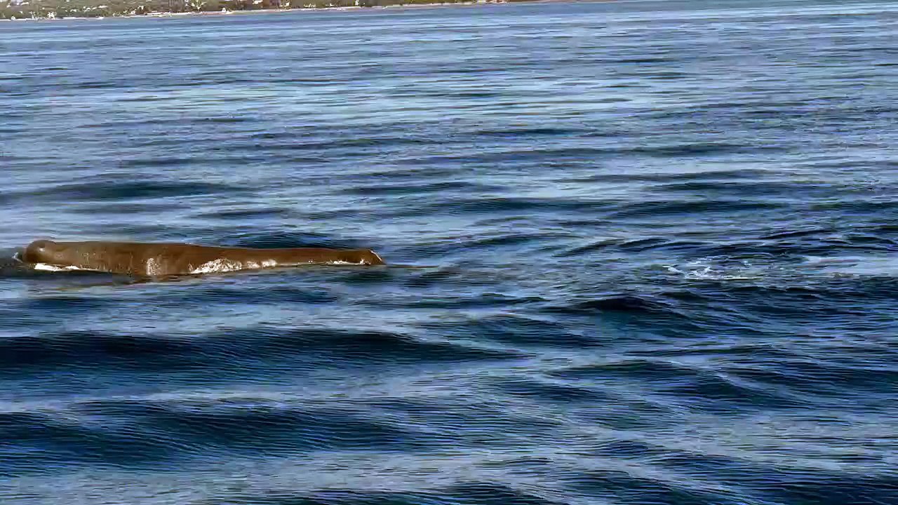 Un cachalot aperçu au large d'une plage varoise ce week-end