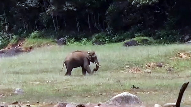 மீண்டும் பழைய பார்முக்கு திரும்பும் அரிசி கொம்பன்; வீடியோ வெளியிட்டு வனத்துறை மகிழ்ச்சி