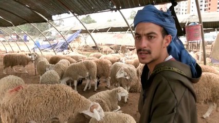 ارتفاع أسعار الأضاحي في الدول العربية