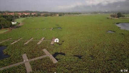 Sudáfrica: insectos contra la maleza invasora