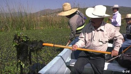 Lirio acuático en México: de ornamento a plaga
