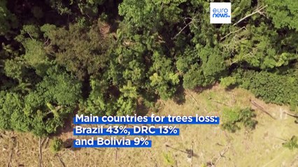 World forests continue to shrink despite COP26 pledge, report says