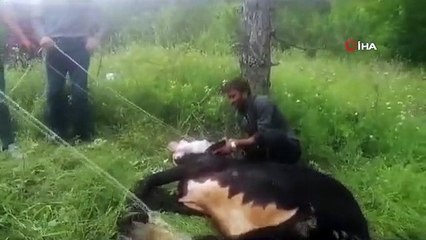 Sahibinden kaçan kurbanlık 4 kişiyi yaraladı, 6 saatte yakalanabildi
