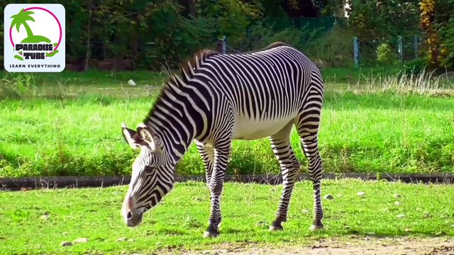 zebra ki maloomat | zebra finch | zebra finches | zebra finch mutation