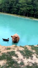 Cutest Best Friends Are Definitely Both Ducks