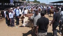 Malatya'da Arefe Günü Canlı Hayvan Pazarı'nda Yoğunluk