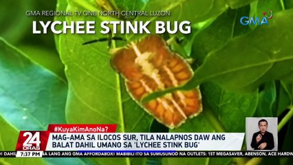 Mag-ama sa Ilocos Sur, tila nalapnos daw ang balat dahil umano sa 'lychee stink bug' | 24 Oras