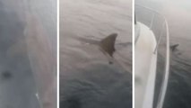 Un pescador capta a un tiburón blanco merodeando a 32 kilómetros de la costa en Asturias