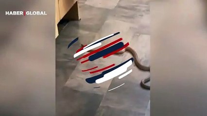 Neye uğradığını şaşırdılar! Evde yılan gören aile üyelerinin çığlıkları mahalleyi inletti