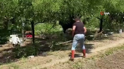 Yalova'da kaçan kurbanlık boğayı 1 saat yakalamaya çalıştılar
