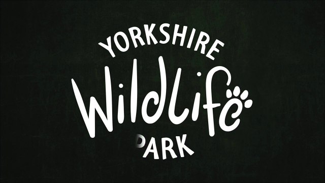 Birth of rare leopard cub captured on CCTV at Yorkshire Wildlife Park