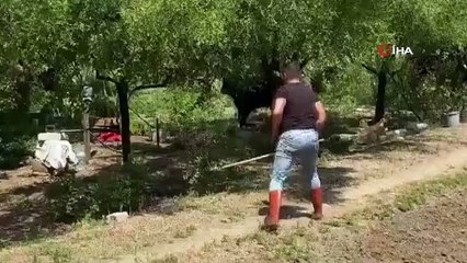 Ils ont essayé d'attraper le taureau sacrificiel qui s'est échappé à Yalova pendant 1 heure.