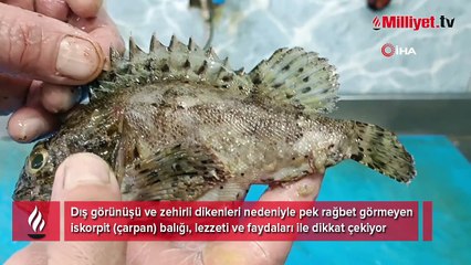 Dışı zehirli, içi lezzetli balık: İskorpit