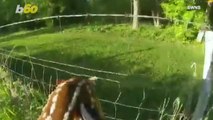 Watch: This Baby Deer is Rescued