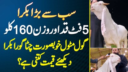 Sab Se Bara Bakra - 5 Feet Height Or Weight 160 Kg - Khubsurat Bakra Ki Price Kitni Ha?