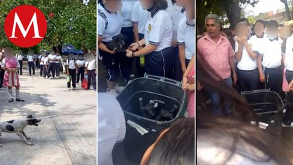 En Oaxaca, denuncian a director de escuela por maltratar a una perra y desaparecer sus cachorros