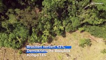 Tropischen Regenwaldes schrumpft im Jahr 2022 um die Größe der Schweiz weltweit