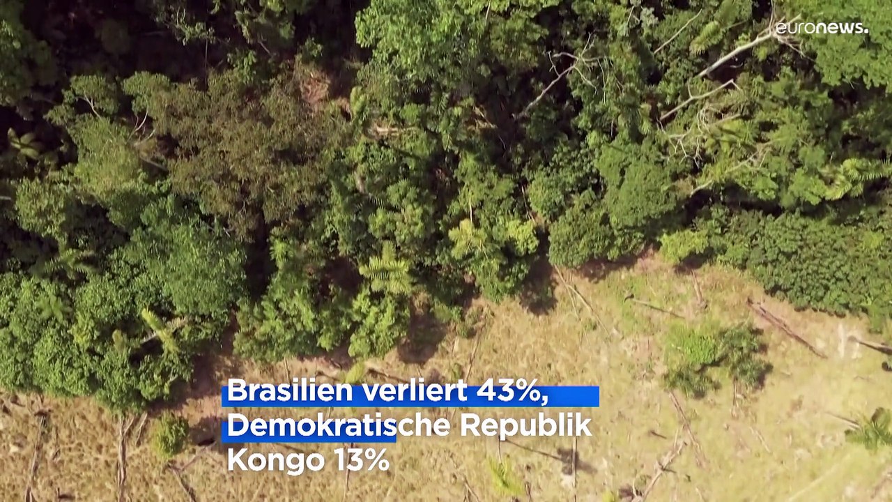 Tropischen Regenwaldes schrumpft im Jahr 2022 um die Größe der Schweiz weltweit