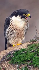 Peregrine Falcon Coughs Up Pellet