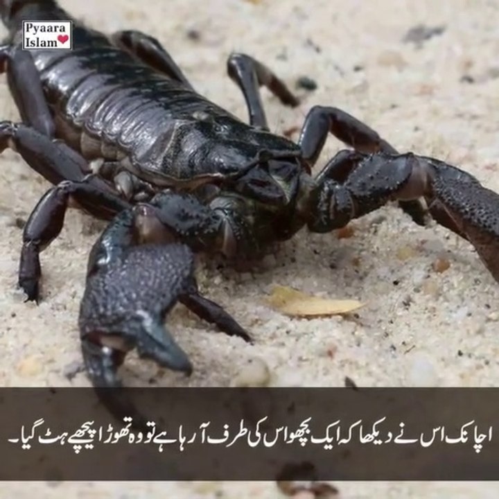 اللہ کی حکمت اللہ ہی جاننے، اِنَّ اللّـٰهَ عَلٰى كُلِّ شَىْءٍ قَدِيْرٌ  بےشک وہ ہر چیز پر قادر ہے