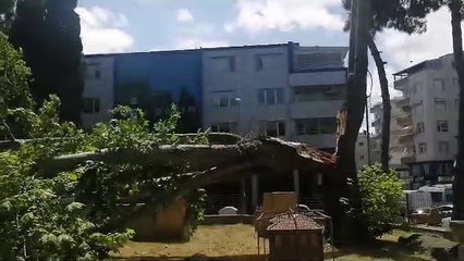 Sinop'ta müze bahçesinde ağaç devrildi
