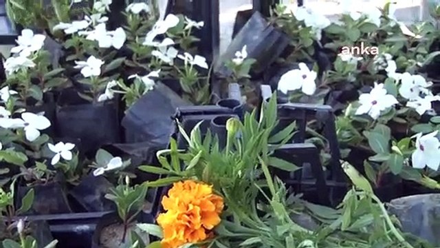 İzmir Büyükşehir Belediyesi, Kurban Bayramı öncesinde mezar ziyaretçilerine çiçek dağıttı