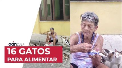 16 gatos para alimentar