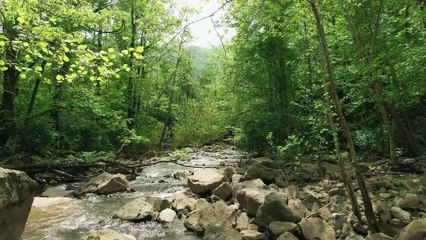 SONIDO DE AVES RELAJANTE 8 Minutos Que Te Ayudaran A Tranquilizar Tu Mente