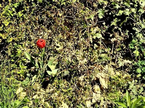 QUINTETTE A CORDES N°2