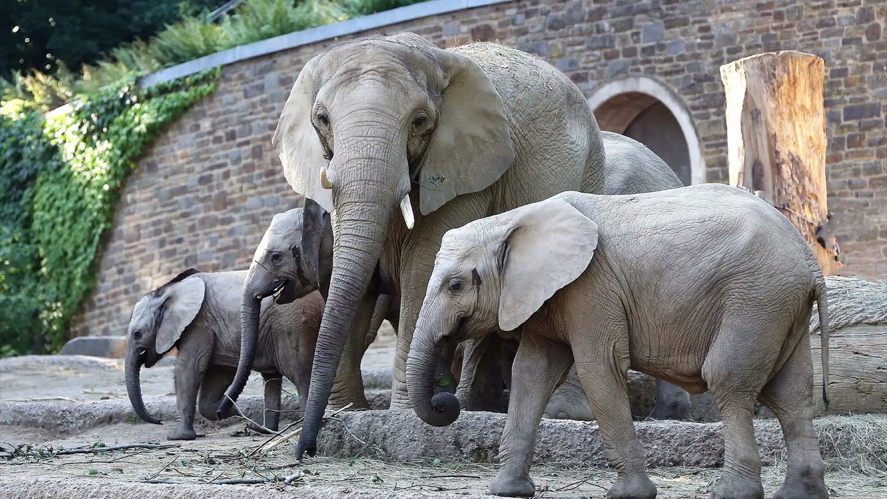 Zoo wuppertal: elefantendame gebärt totes jungtier