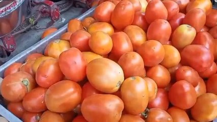 मेरठ: टमाटर के भाव क्यों छू रहे आसमान, महंगाई से हुआ लाल......